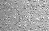 Knockdown Drywall Ceiling Texture